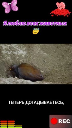 Я люблю всех животных😇