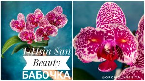 Phal. I-Hsin Sun Beauty peloric 🌸 Первое цветение азиатской малышки бабочки Сан бьюти
