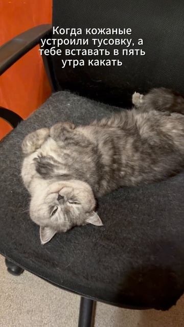 Тяжелая жизнь кота