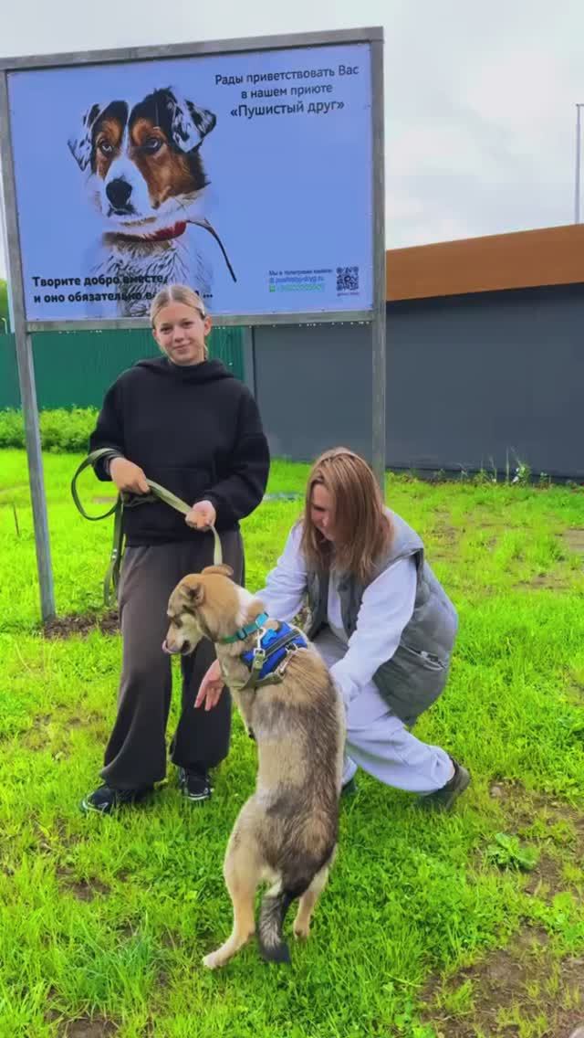 "Гречка, домой!" ❥ Приют в Малинках