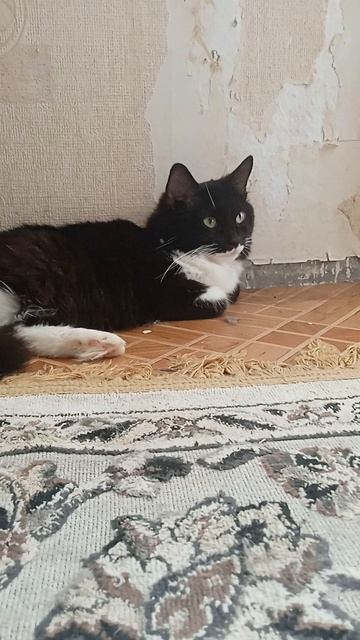 Моя Кошка 😼 отдыхает на полу👣