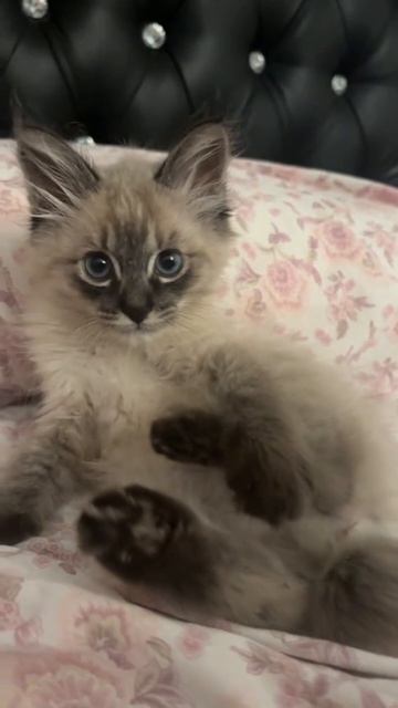 котик смотреть онлайн