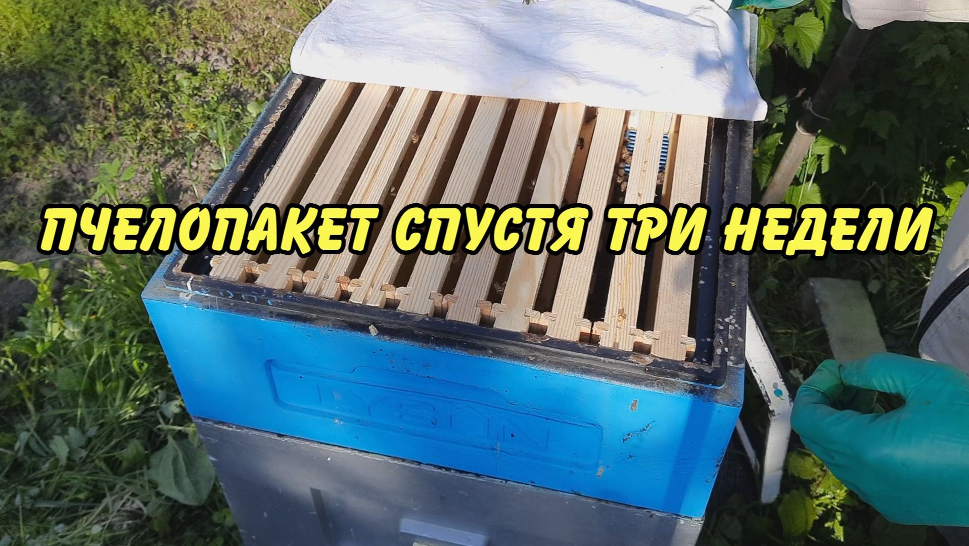 пчеловодство. пчелопакет спустя три недели. 2023