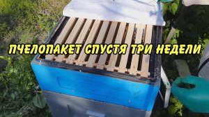 пчеловодство. пчелопакет спустя три недели. 2023