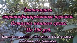Закончились стратифицированные персики.  Осталось немного сухих. По 100 руб.