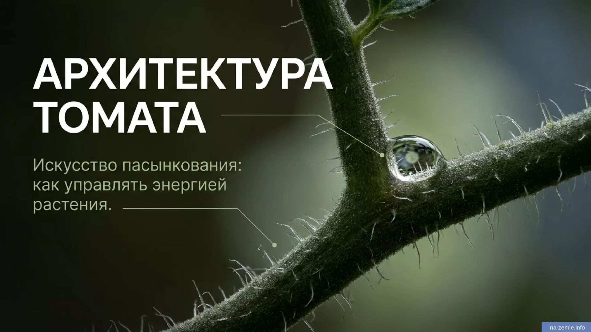 Пасынкование томатов: как отличить цветочную кисть от вегетативного побега и не отрезать урожай