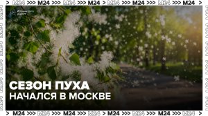 Ботаник объяснила раннее появление тополиного пуха в России - Москва 24