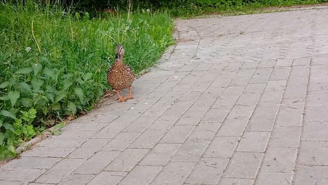 Уточка 🦆 смотреть онлайн
