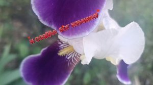 **ТЕБЕ ПОДАРИЛИ ЖЕНЩИНУ**.КАКАЯ КРАСОТА😍💓 ВОКРУГ. ИЗУМИТЕЛЬНО. А 🌸🌺🌻🌹🌷🌼💐ЦВЕТЫ ПРОСТО💞 🚀🚀
