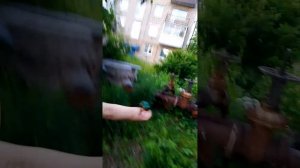 жук бронзовка