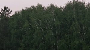 Рассветная Луна 🌙 над лесом и трели птиц, начало лета! 🐦 The sunrise 🌻 Moon and birds 🐦 singing