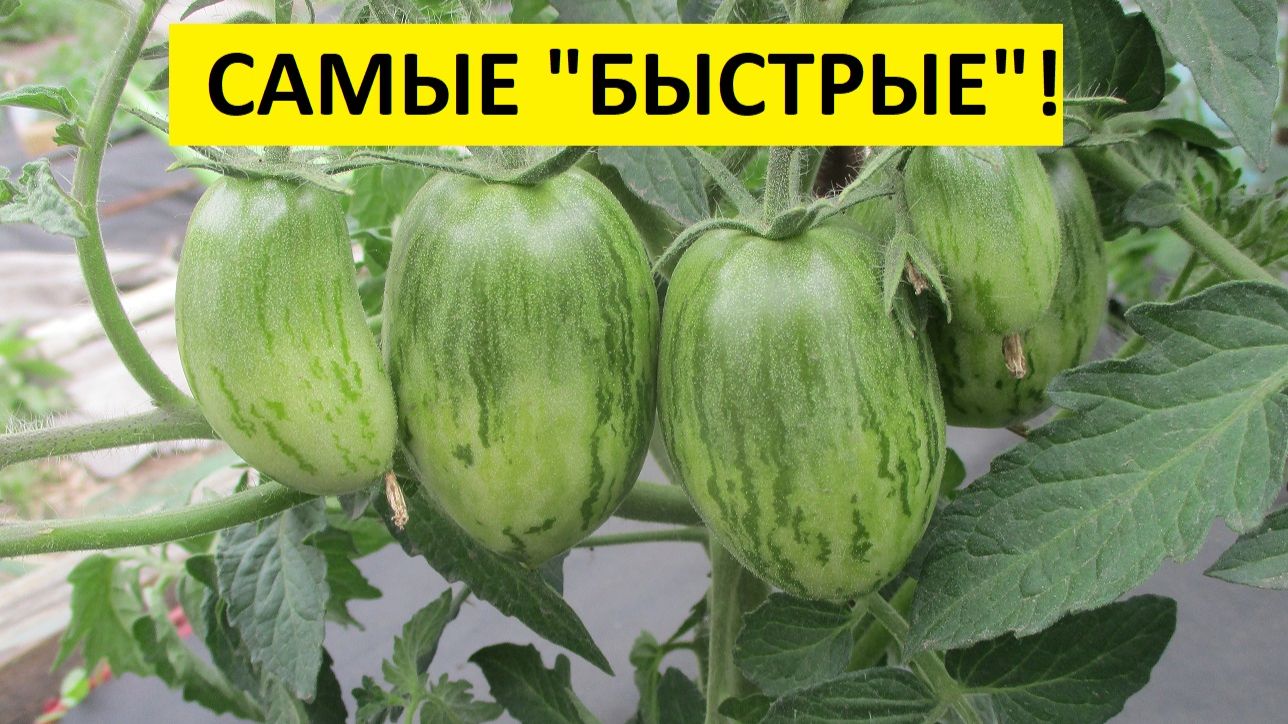 Какие Томатные Гномы первыми завязали плоды? Гном ЛЮБОВЬ ОДРИ №900-23 в Каталоге. 3 июня 2026. смотреть онлайн