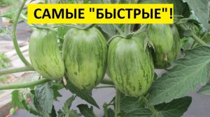 Какие Томатные Гномы первыми завязали плоды? Гном ЛЮБОВЬ ОДРИ №900-23 в Каталоге. 3 июня 2026.