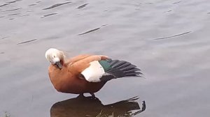 🐣Со Светлой Пасхой☦️💖! Огари🦆 вернулись на Калитниковский пруд 🥰.