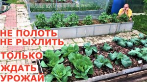 Как покончить с работой в огороде уже в июне и ждать урожай