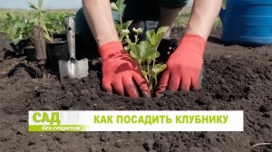 Как посадить садовую землянику_клубнику