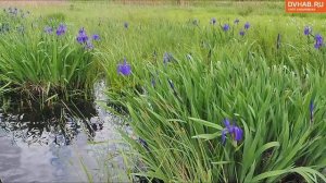 Цветущие ирисы и ландыши запечатлели фотографы DVHAB.ru