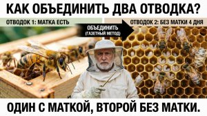 Как объединить два отводка, если в одном матка, а в другом её убили 4 дня назад? 🐝🔧