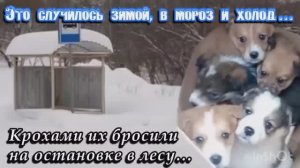 Крохами их бросили на остановке в лесу зимой