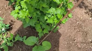 собираю клубнику🍓/мало, но вкусно/