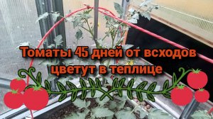 Томаты 45 дней от всходов цветут в теплице