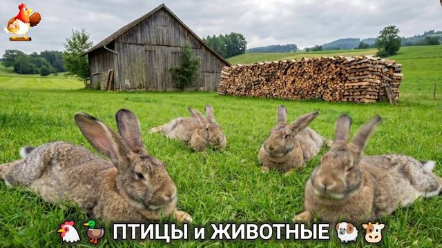 Сельские мотивы 🐏🐓🐇 Видео для души и радости 🌞 (1) смотреть онлайн