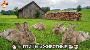 Сельские мотивы 🐏🐓🐇 Видео для души и радости 🌞 (1)