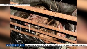 Доказательства городских страшилок о шаурме из собак представили нижегородские зоозащитники