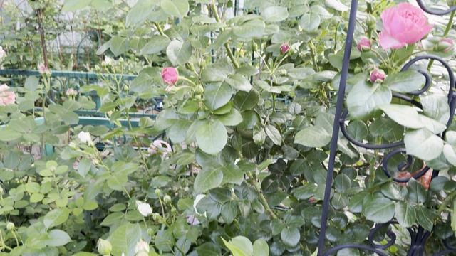 Прогулка по вечернему саду 💐 3 июня 26г💐 смотреть онлайн
