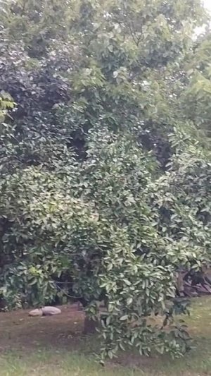 Новый Афон,Приморское, деревянные домики под ключ