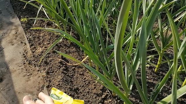 Чем подкормить чеснок в июне - понятные удобрения