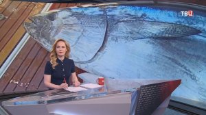 У берегов Приморья появились голубые тунцы-гиганты