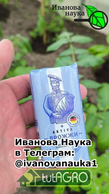 🍞 Для максимального урожая! 🚀 ДРОЖЖЕВАЯ подкормка: как приготовить удобрение для пышного роста 🌱