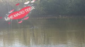 ХОРОШЕГО НАСТРОЕНИЯ🐞🍀. ДОБРОГО ДНЯ. НА ПРУДУ ДАЖЕ РЫБА 🎣ЕСТЬ.