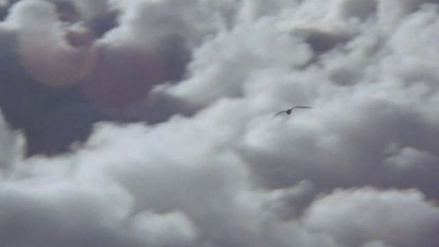 Чайка Джонатан смотреть онлайн