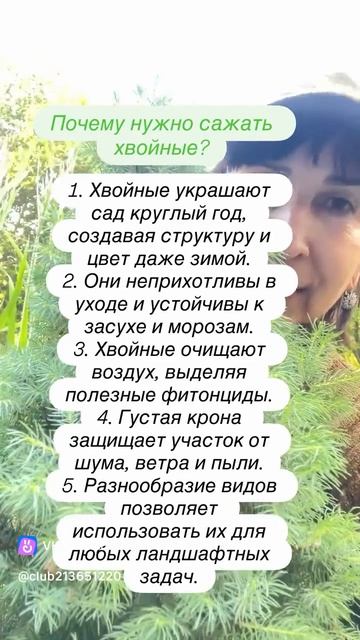 Сажайте хвойные