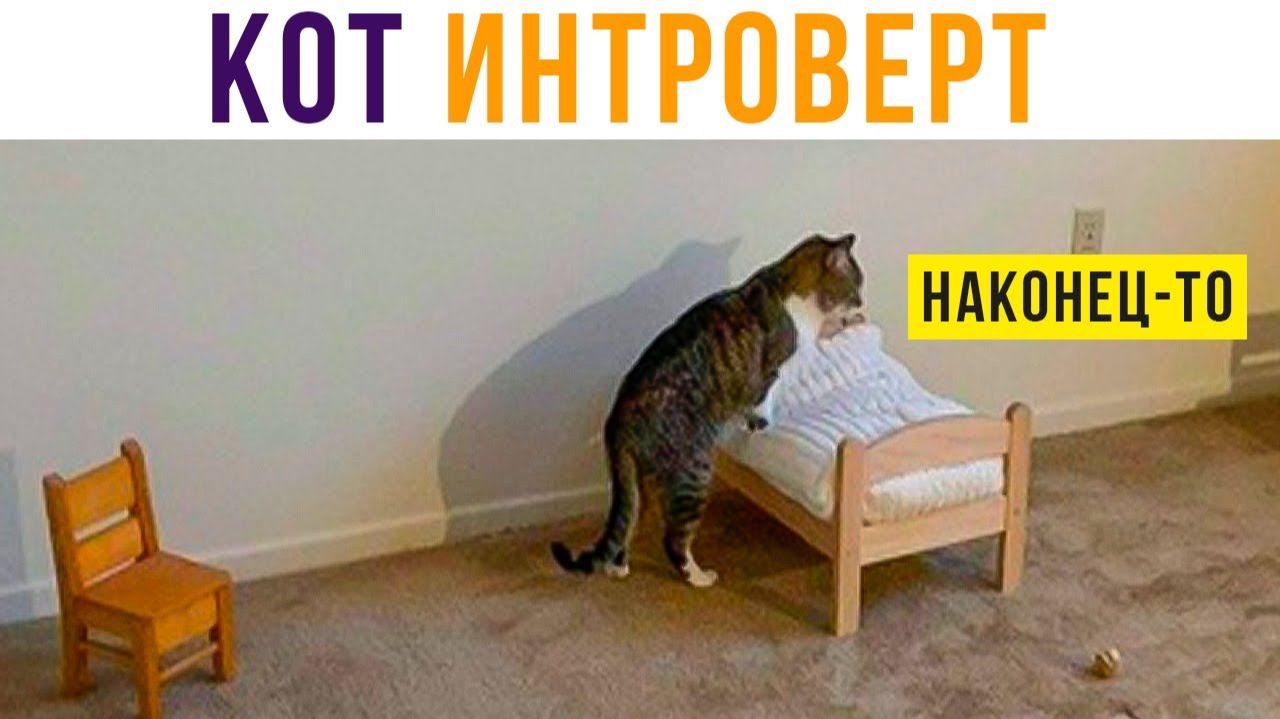 КОТ ИНТРОВЕРТ) Приколы смотреть онлайн