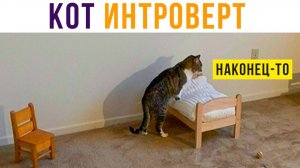 КОТ ИНТРОВЕРТ) Приколы