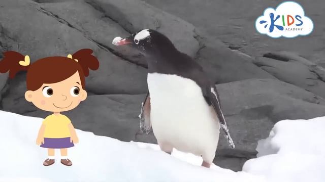 Penguins for Kids Interesting Facts - Different Types of Penguins for Children. Kids Academy