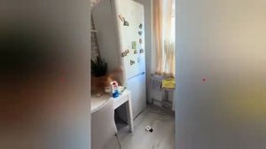 Сколько коту нужно времени чтобы устроить хаос?