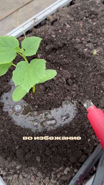 5 ошибок при высадке огурцов.