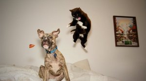 Приколы с котами и собаками! ! Смешные коты! Смешные собаки! Самые смешные животные! Угарные видео!