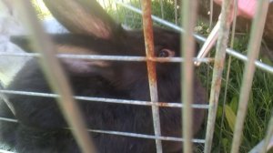 ПОБЕГ ИЗ КЛЕТКИ! ЧУНЯ, ЧЕРНИКА И СМОРОДИНКА!🐰🐰🐰
