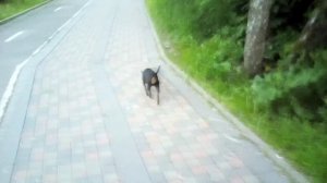КАК СОБАК ПРИУЧАТЬ К РАЗДРАЖИТЕЛЯМ