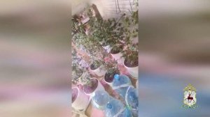Нижегородские полицейские пресекли деятельность «наркофермы»