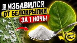 Я избавился от Белокрылки за 1 ночь: порошок из аптеки сотворил чудо?!