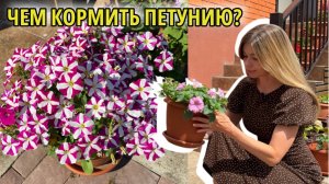 Чтобы петуния все лето цвела пышным шаром, соблюдайте эти правила