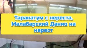 Таракатум с нереста, Малабарский Данио на нерест