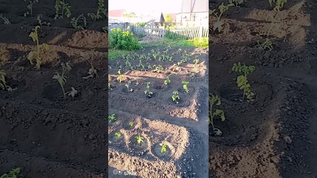 Огородные дела 👍 смотреть онлайн