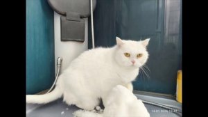 кот Зевс и заец лаки